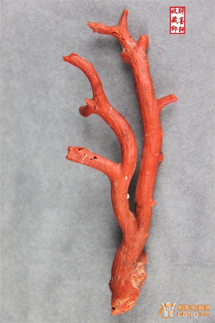 佛手形天然红珊瑚原枝