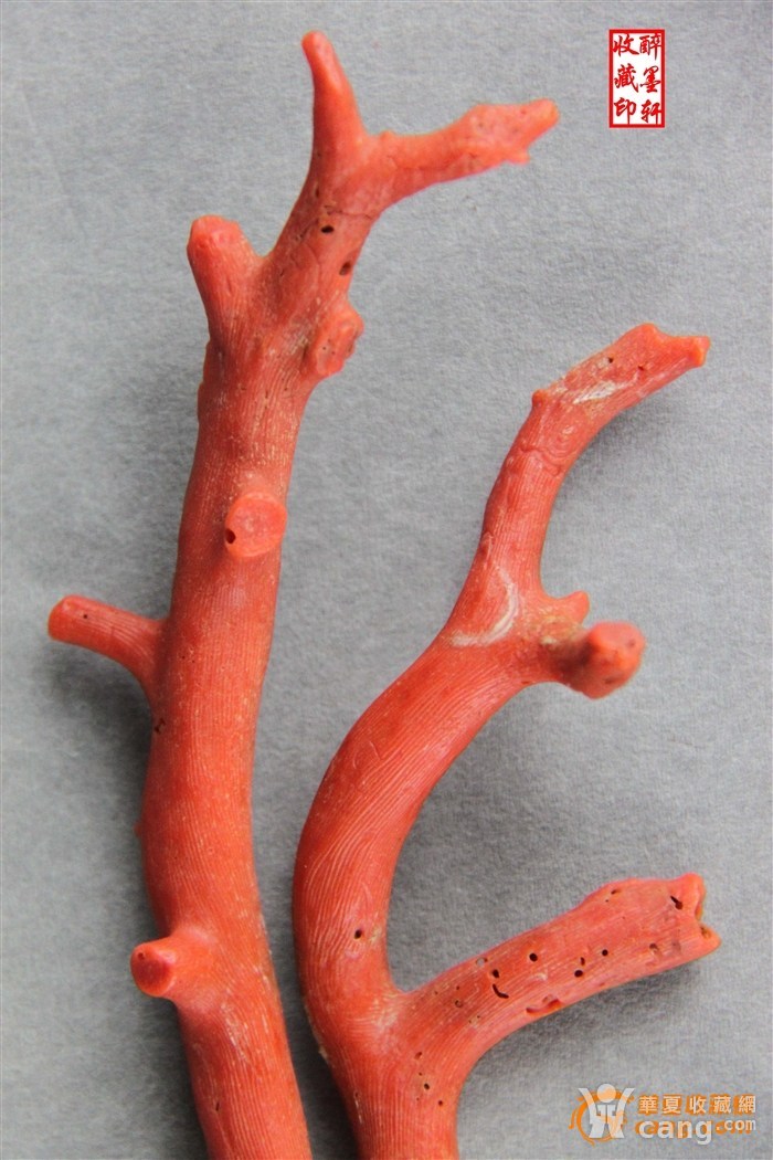 佛手形天然红珊瑚原枝