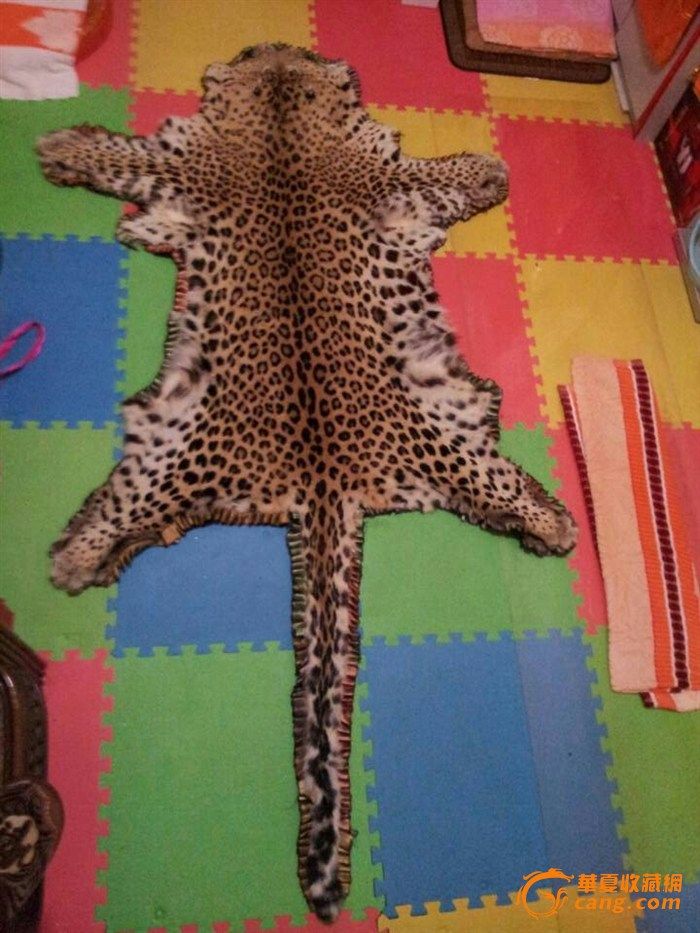 完整金钱豹皮